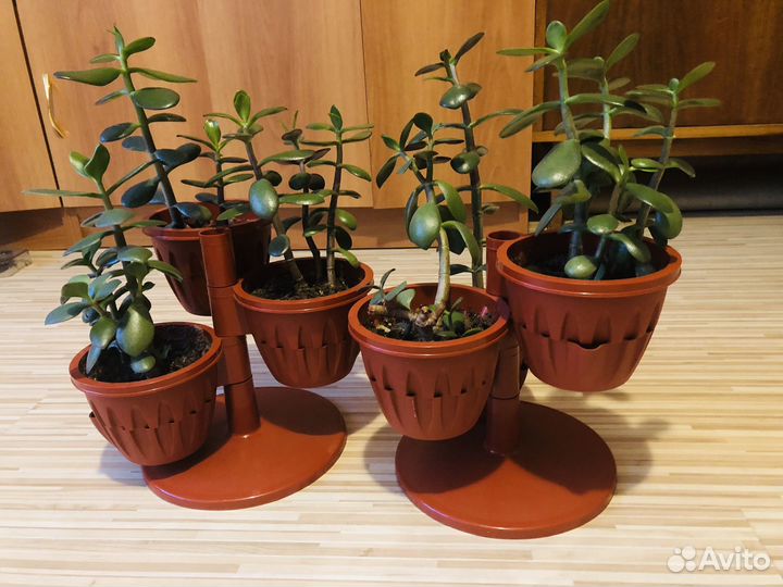 Денежное дерево