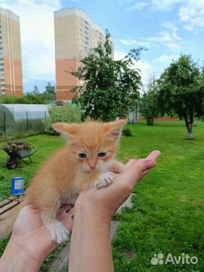Рыженький котик- белый животик И не только он