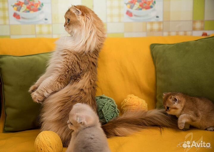 Британская шиншилла вязка ищет жениха