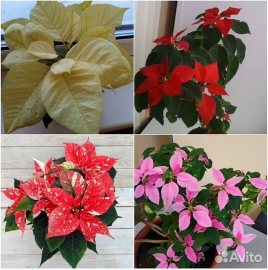 Комнатные растения