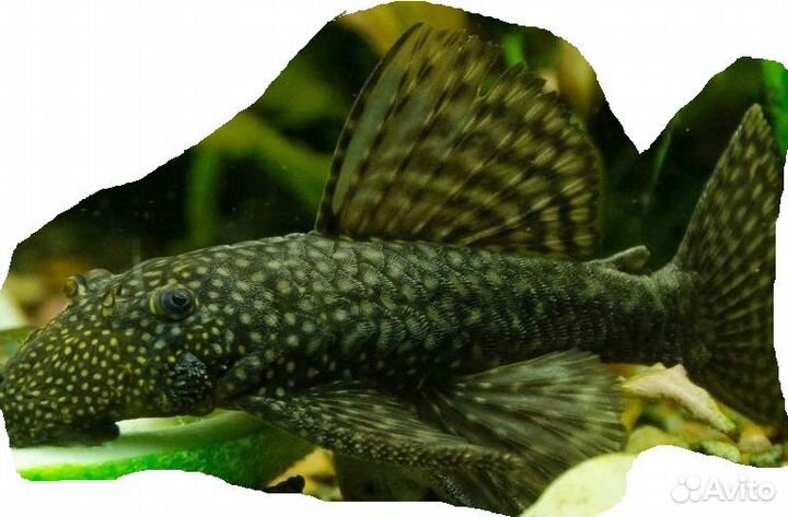 Аквариумные рыбки разные