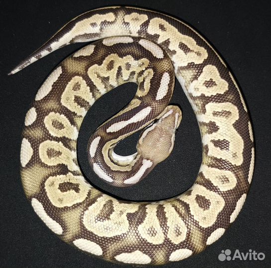 Королевская змея