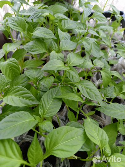 Рассада сладкого перца стаканчиках