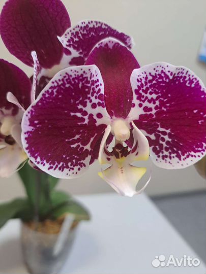 Phal. Compilation