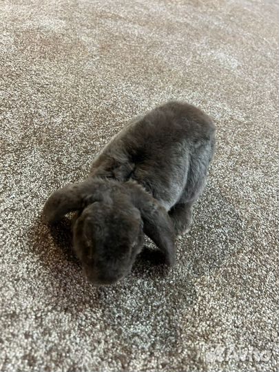 Кролик с клеткой