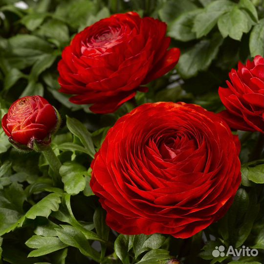 Ранункулюс красный (луковицы)