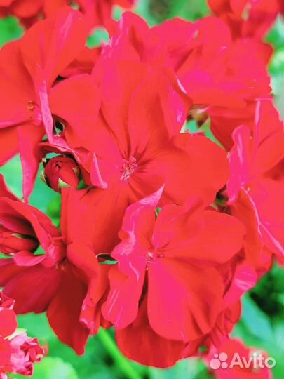 Сортовые герани