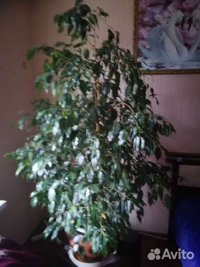 Фикус Бенжамина, Педилантус, Драцена, Юкка