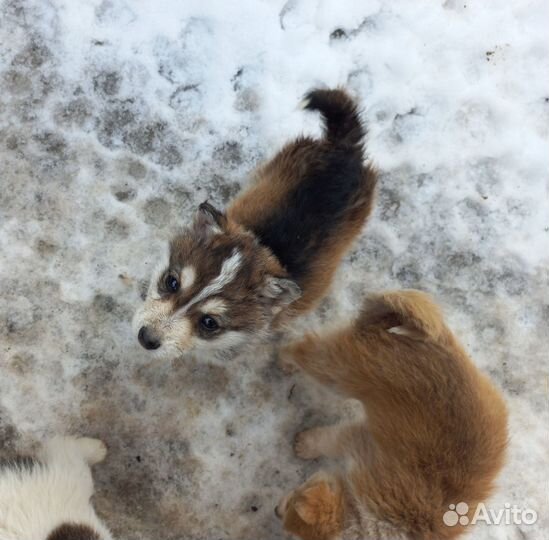 Пятеро малышей в поисках дома