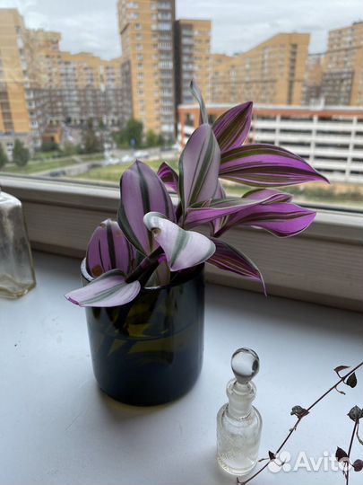 Традесканция нанук черенки