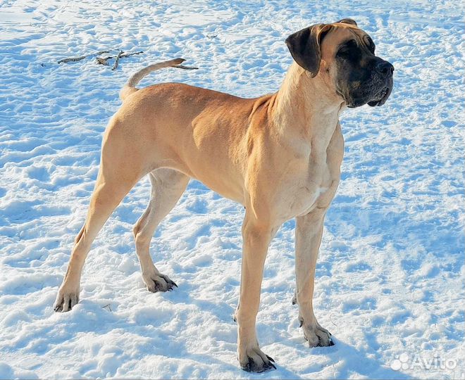 Щенки немецкого дога