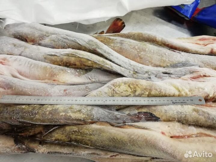 Налим потрошеный с головой