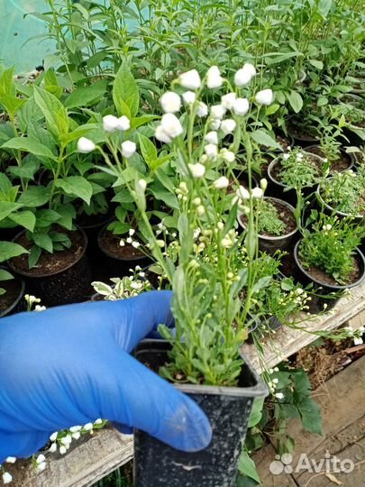 Колокольчик мини. Сорт Элизабет