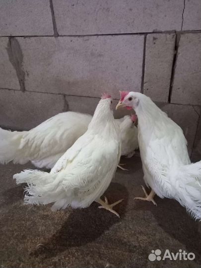 Куры несушки