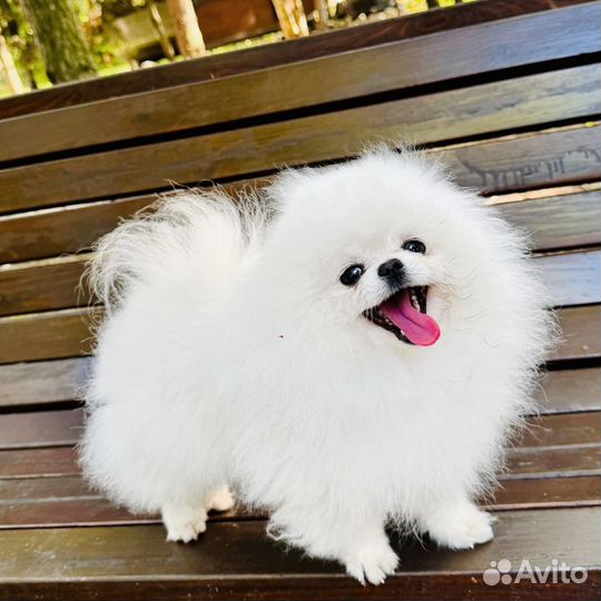 Померанский шпиц микро белый