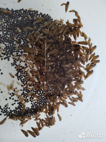 Улитки аквариумные мелании