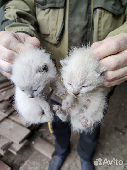 Сиамские котята