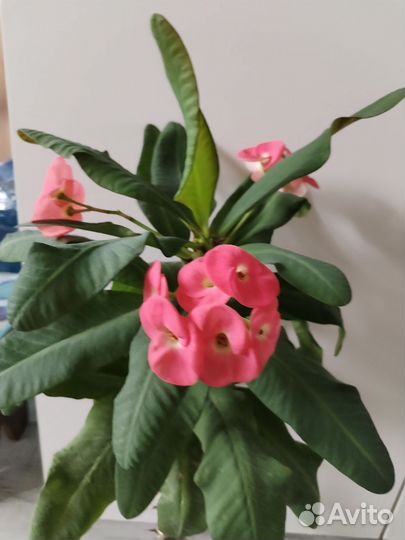 Молочай миля крупноцветковый