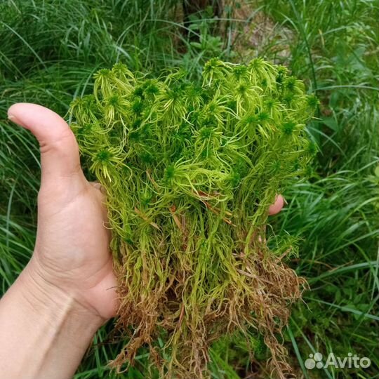 Мох сфагнум