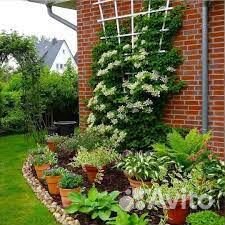 Гортензия вьющаяся