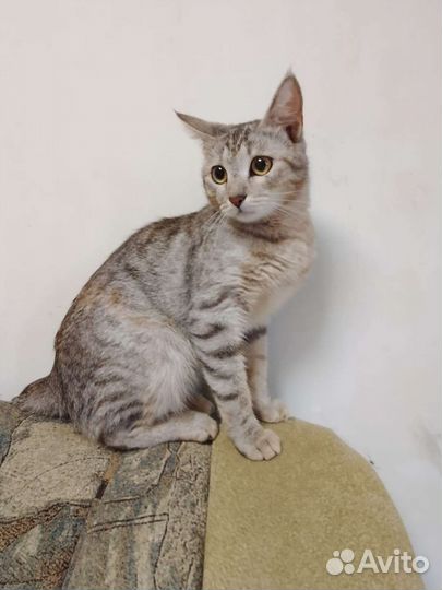 Замечательная, молодая кошечка в добрые руки