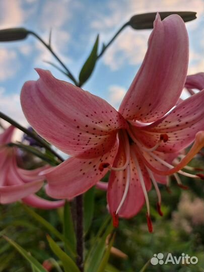 Саженцы лилий