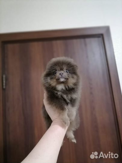 Померанцы
