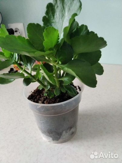 Каланхоэ красный махровый