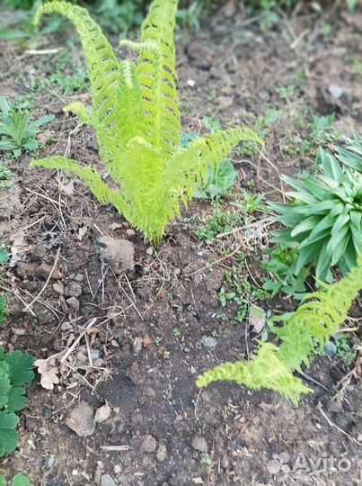 Папоротник садовый