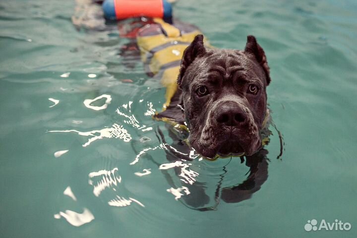 Бассейн для собак. Реабилитация животных