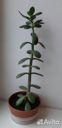 Крассула, Денежное дерево