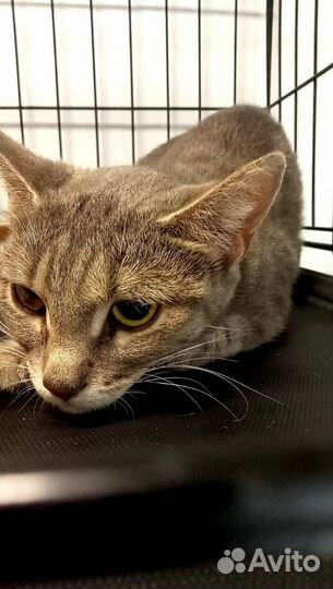 Кошке Любе нужна передержка или дом