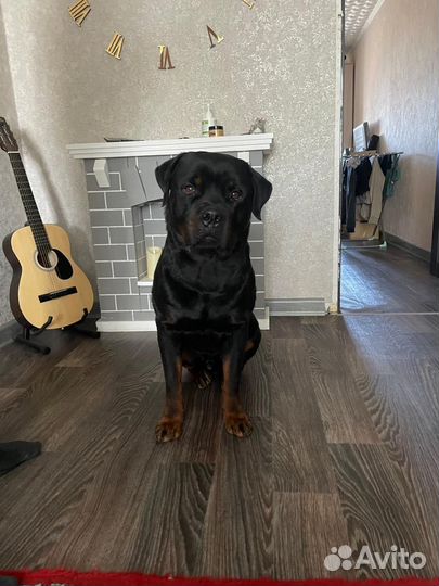 Вязка ротвейлера