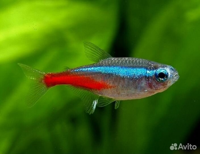 Неон голубой. Возможна доставка