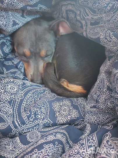 Русский той-терьер вязка