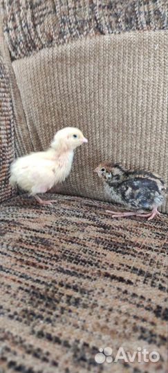 Перепела суточные