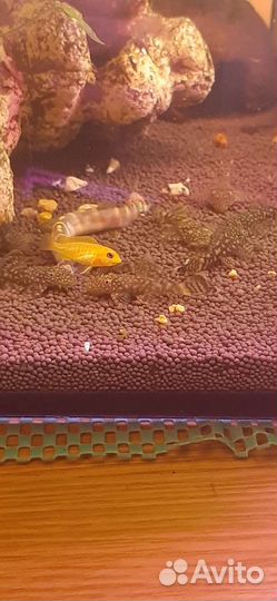 Сомики,рыбки,ряска,фильтр,Тетра корм