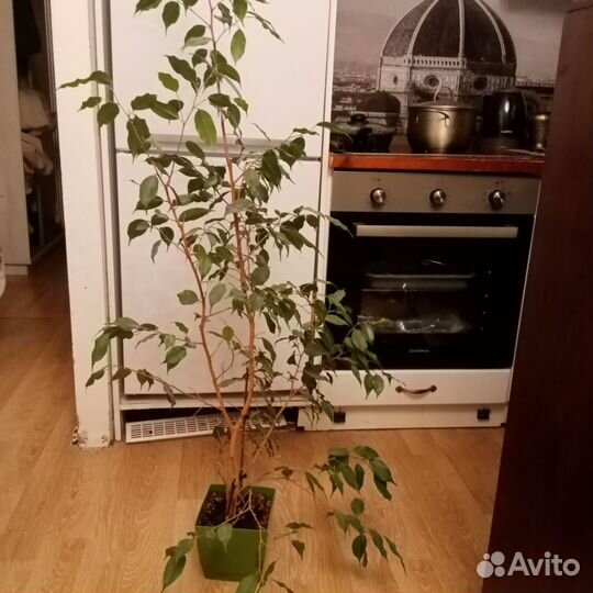 Фикус бенджамина большой