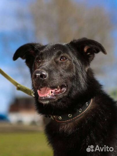 Собака из приюта бесплатно