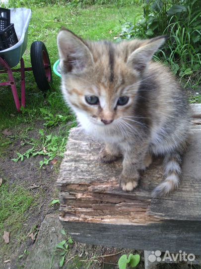 Котята в дар бесплатно