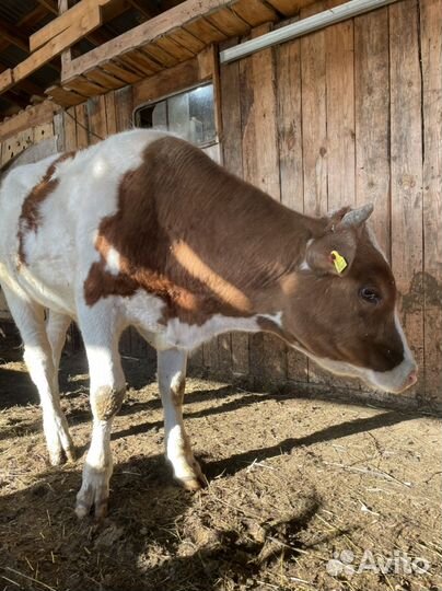 Коровы и телки