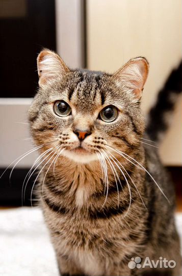 Котик Мускат в поисках дома