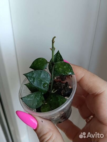 Хойя Лакуноза