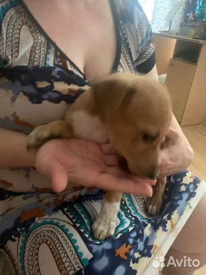 Собака в добрые руки щенок маленькая порода