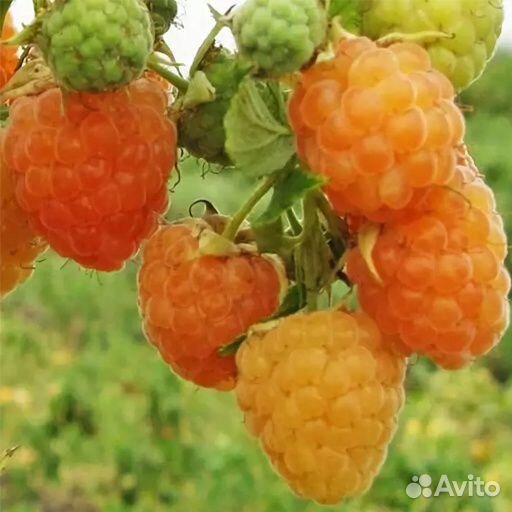 Малина ремонтантная