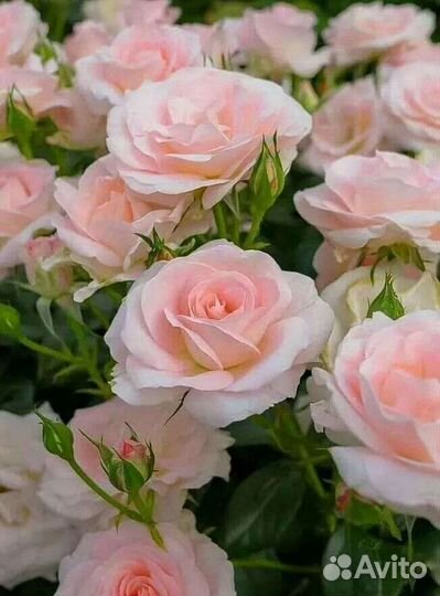 Садовые европейские розы