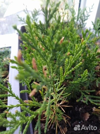 Саженцы туи