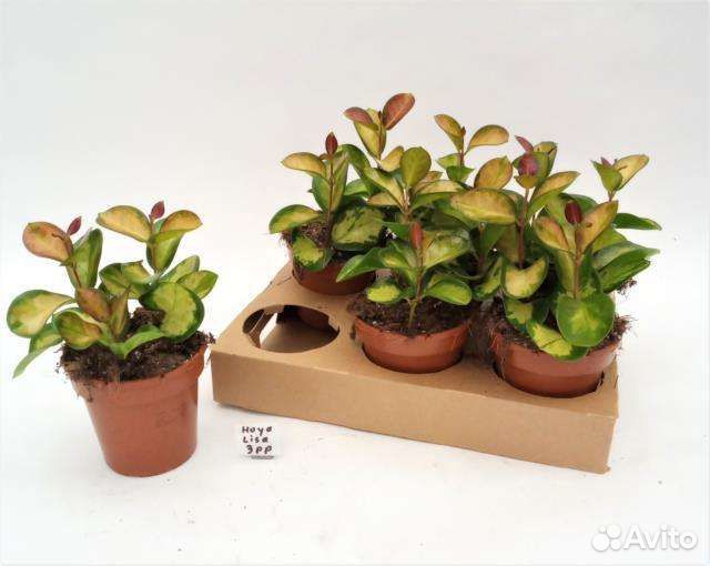 Хойя,алоказия,аглаоморфа,аглаонема