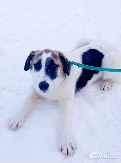 Молодой пёс