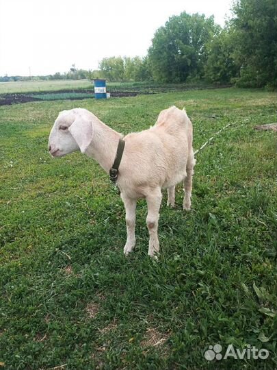 Англо нубийские козы